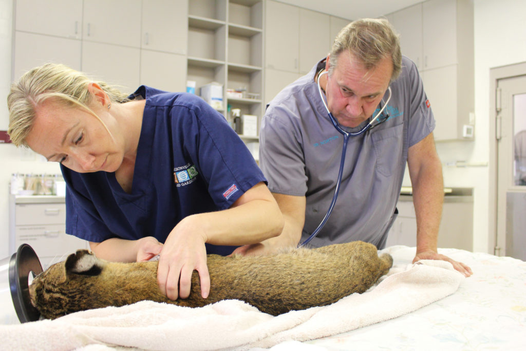 Bobcat at Veterinarian