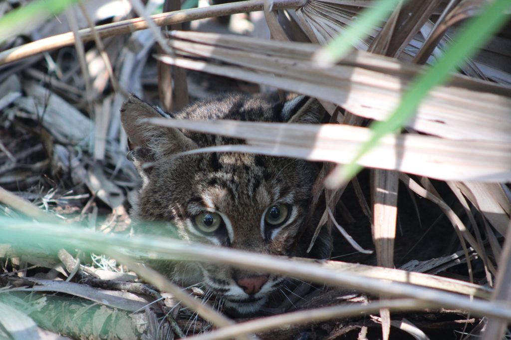 Injured Bobcat Kitten