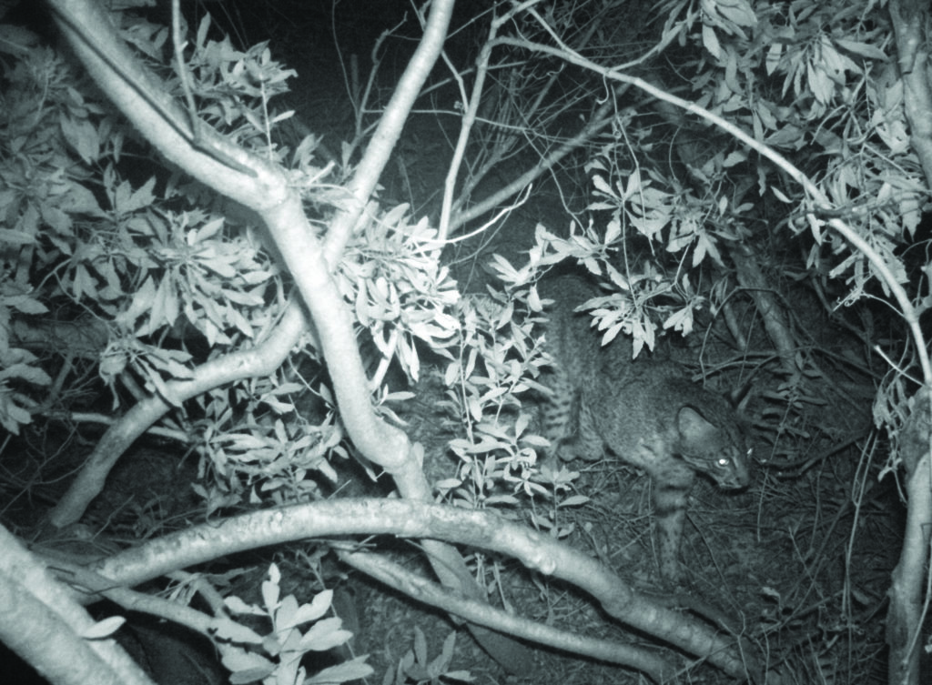 Bobcat Prowling