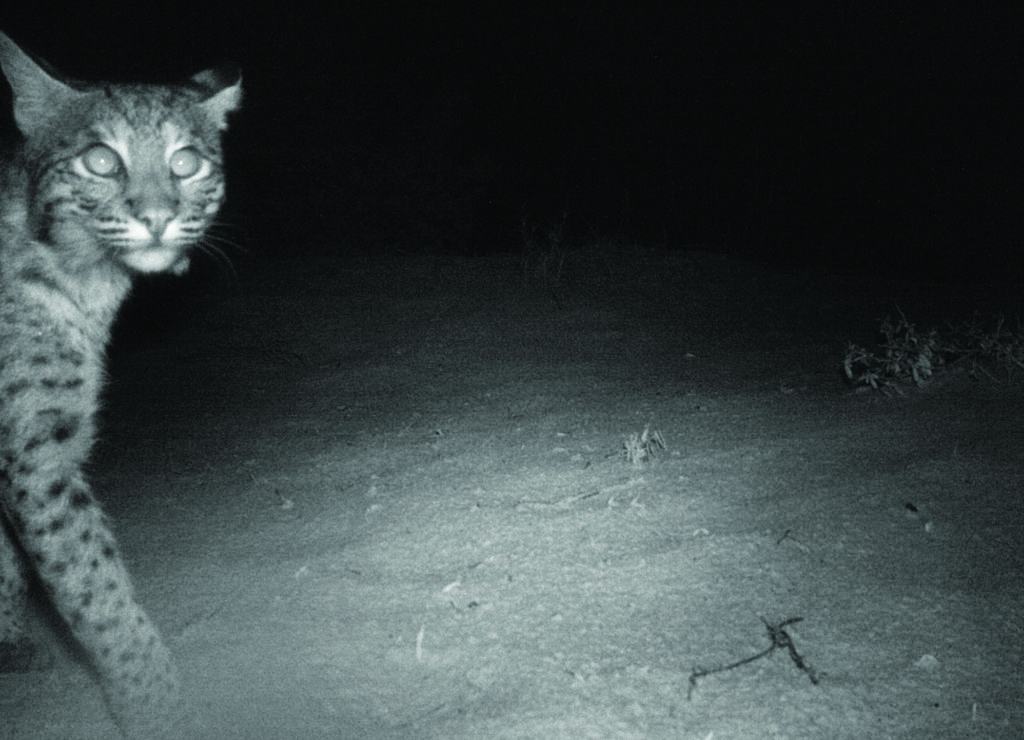 Bobcat Prowling