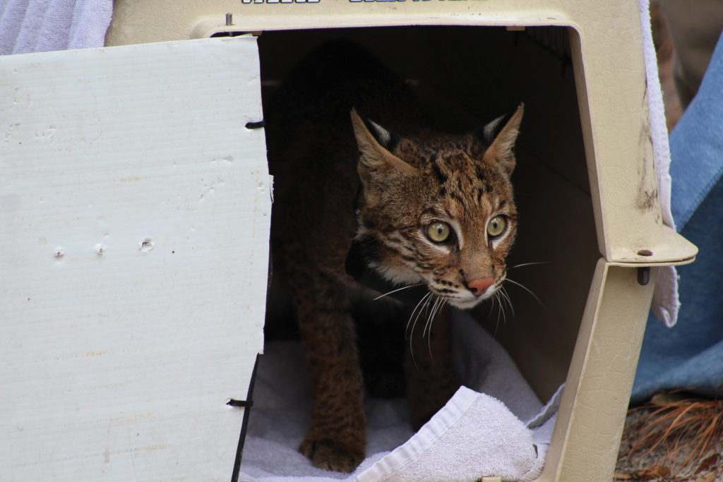 Bobcat Release