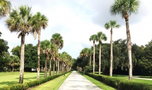 The Avenue of Palms