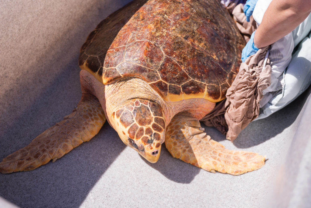 Loggerhead Turtle Release