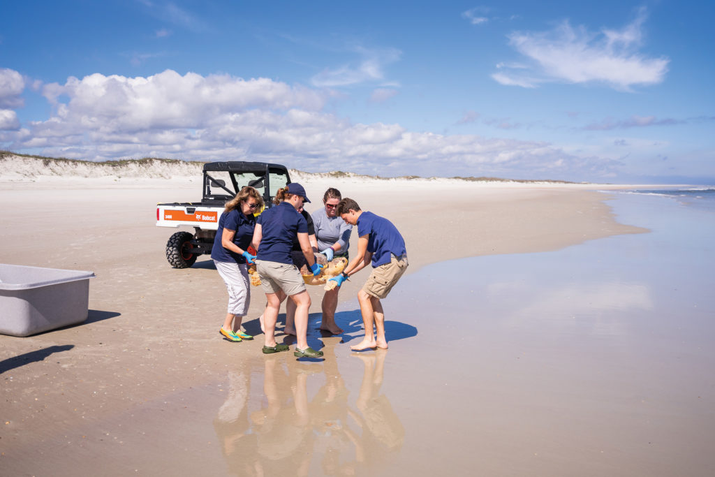 Loggerhead Turtle Release