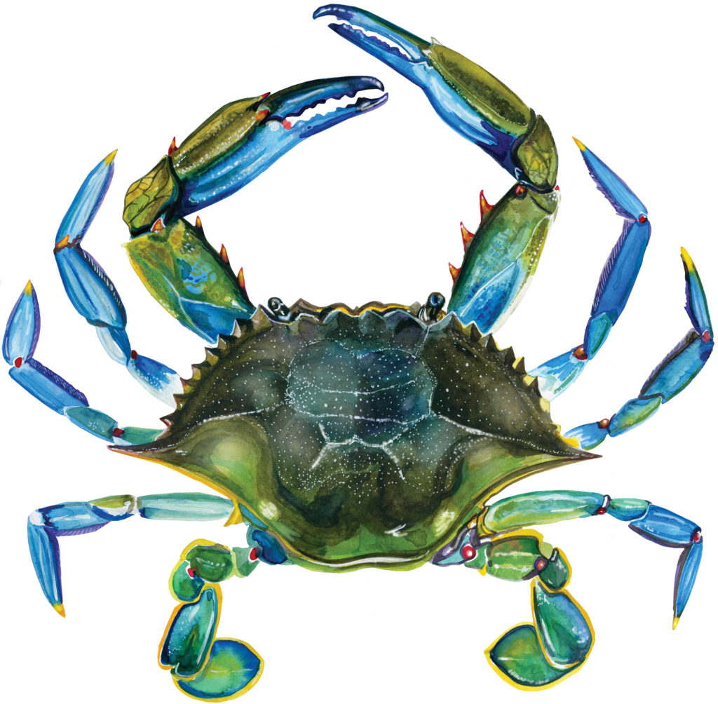 Blue Crab