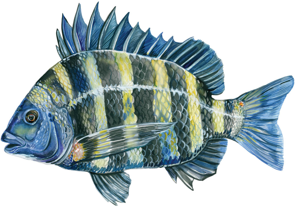 Sheepshead