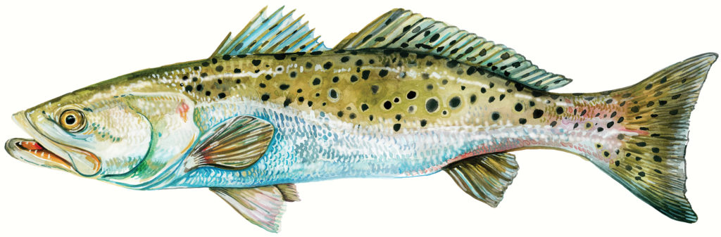 Spotted Sea Trout