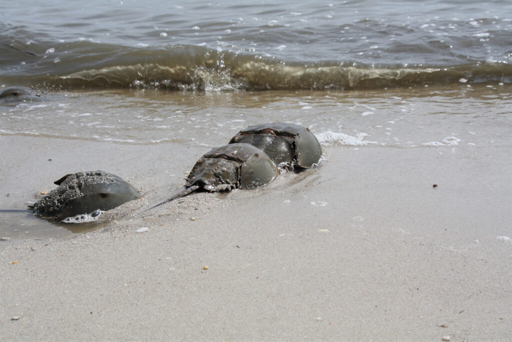 Horseshoe crabs on beach