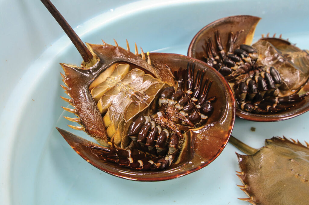 Horseshoe crabs await their check-ups