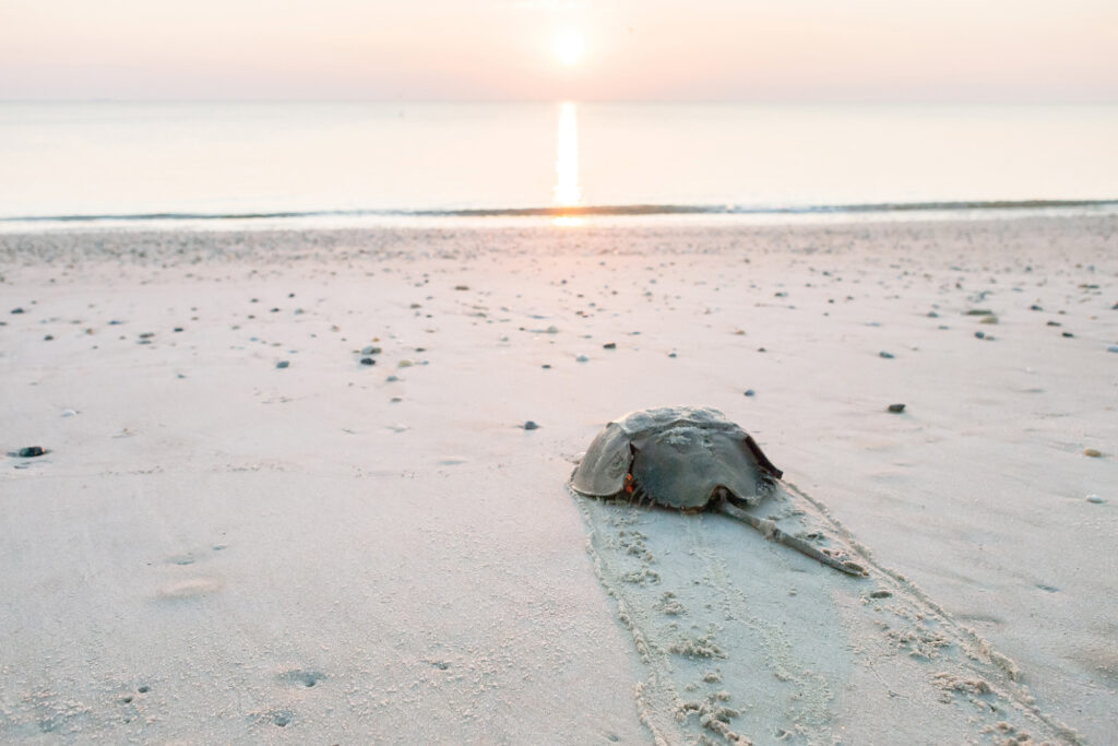 Horseshoe crab