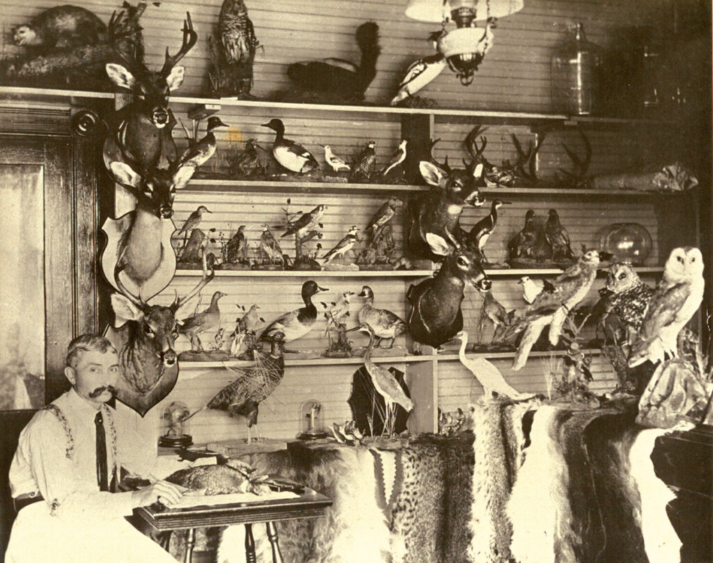 Taxidermy shop