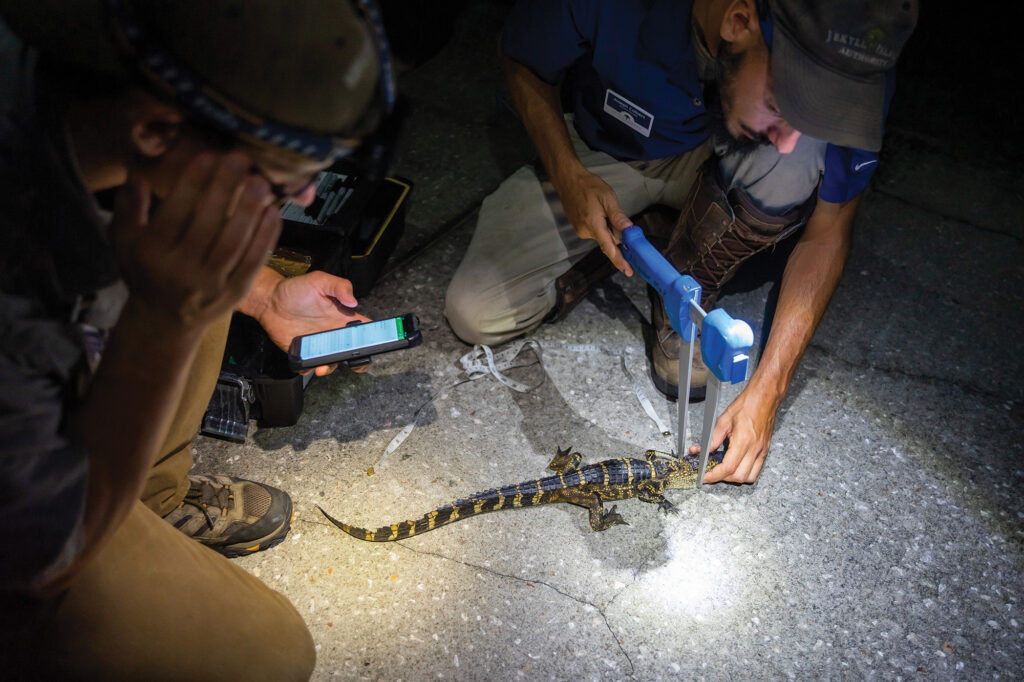 Jekyll Island's Wildlife Response team