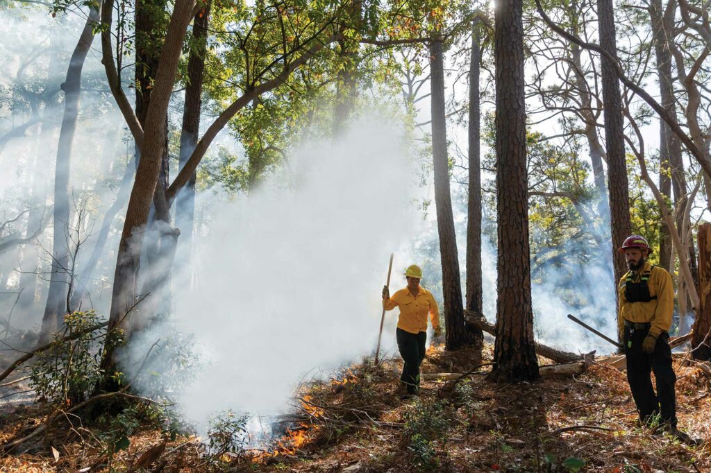 Controlled forest fire