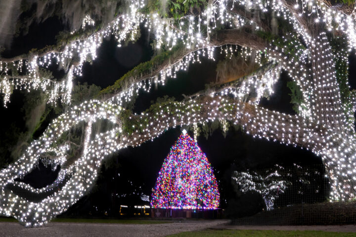 header-great-tree-lit