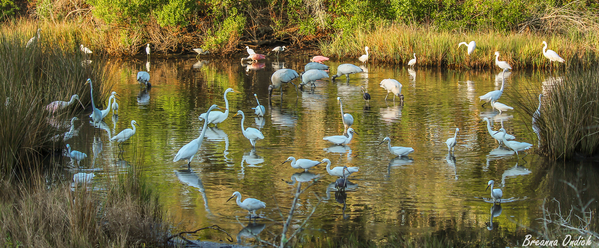Bird Watching • Jekyll Island, • Vacation, Conservation, and