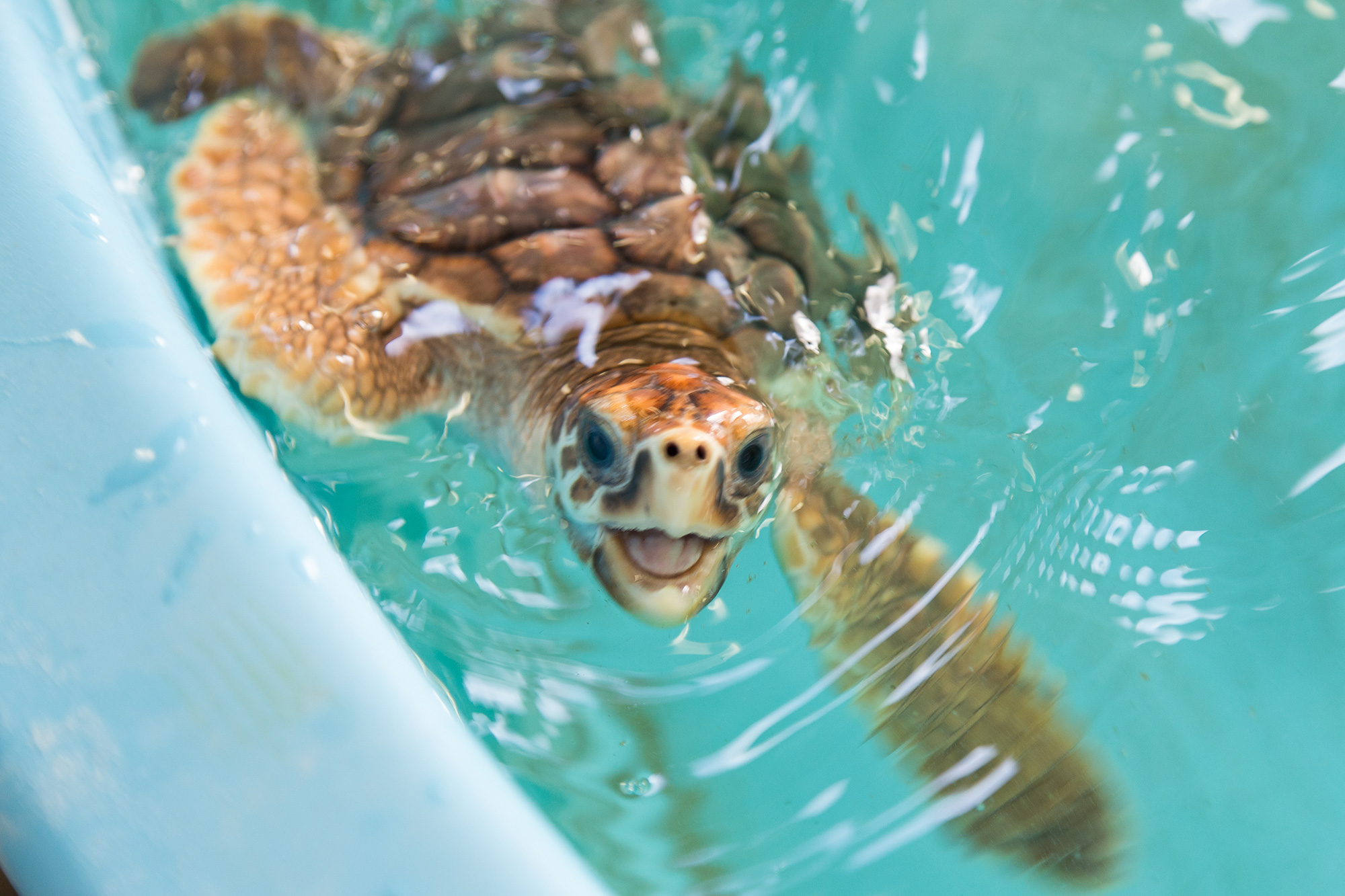 https://www.jekyllisland.com/wp-content/uploads/2016/01/sea-turtle-swimming.jpg