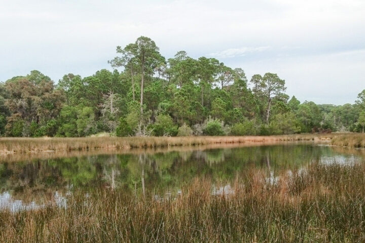 Marsh Restoration