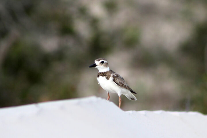 Operation Wilson Plover Patrol