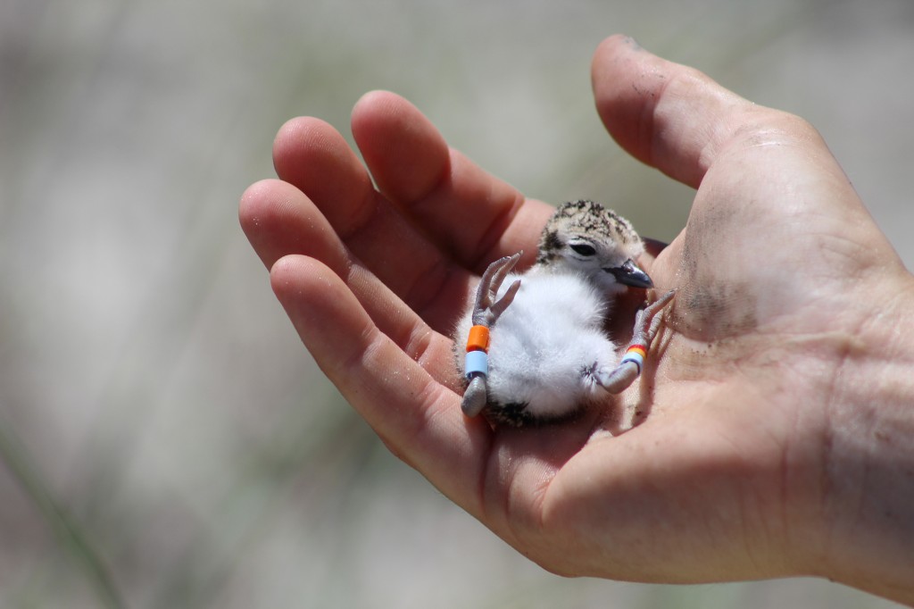 Wilson's Plover Chick