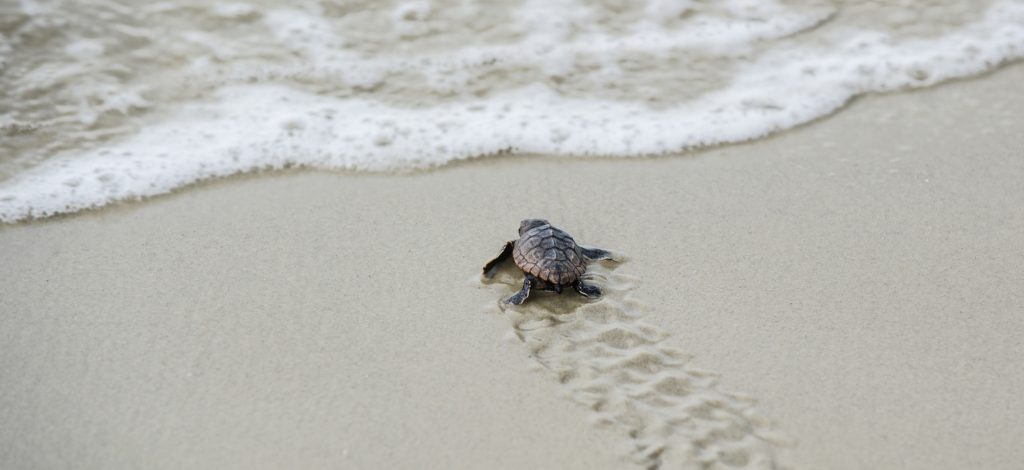 Turtle Crawling into Ocean, sea turtle season