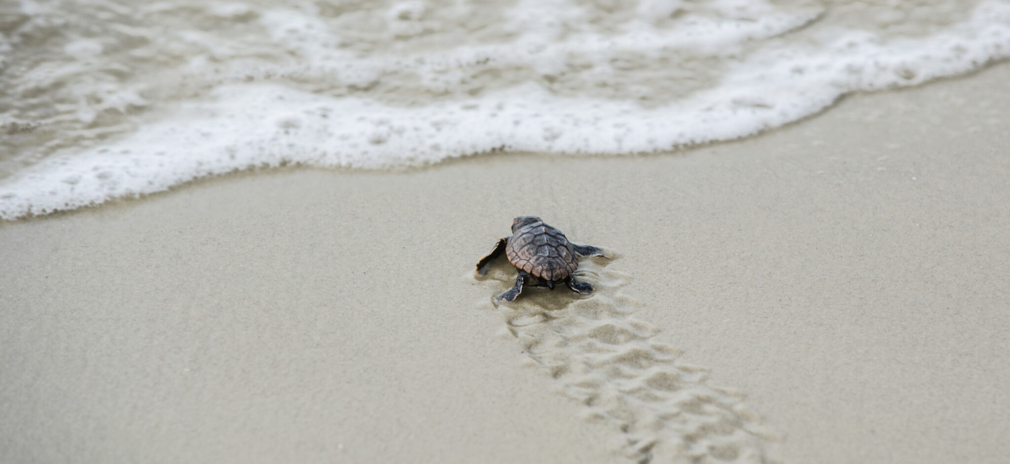 A Complete Guide to Sea Turtle Season on Jekyll Island • Jekyll Island