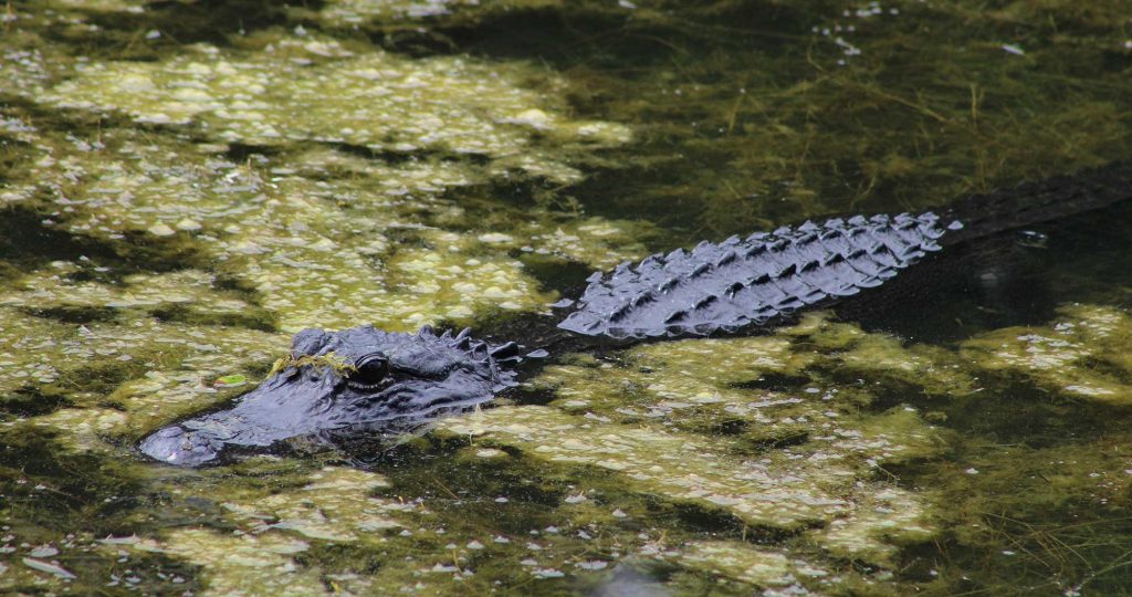 American Alligator