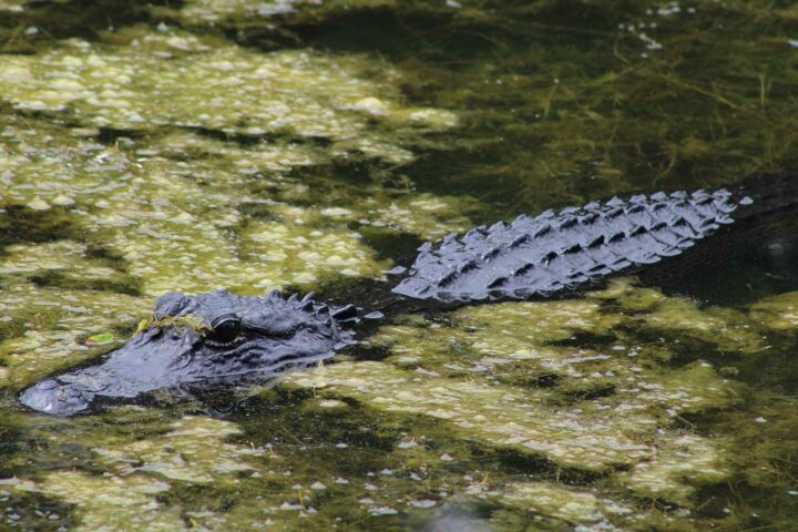 American Alligator