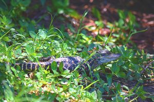 American Alligator Baby