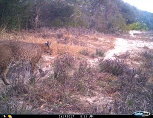 Bobcat