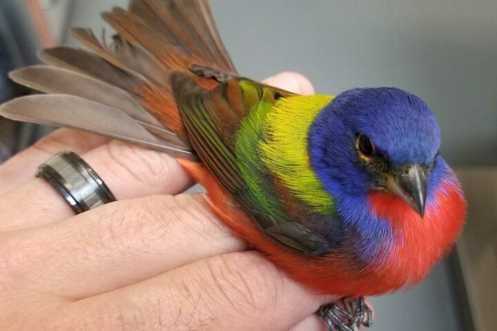 Colorful Bird