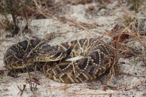 Eastern Diamondback Rattlesnakes