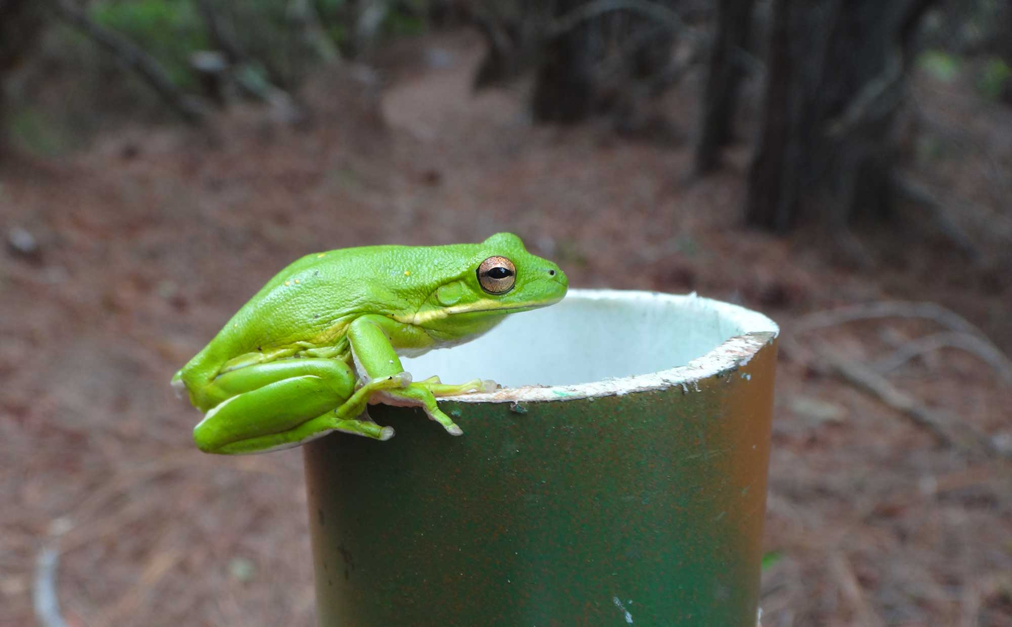 Amphibian Diversity • Jekyll Island, • Vacation, Conservation