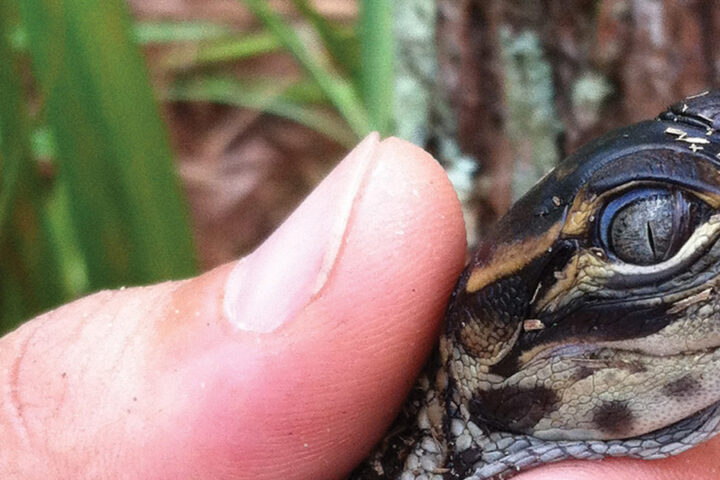 American Alligator