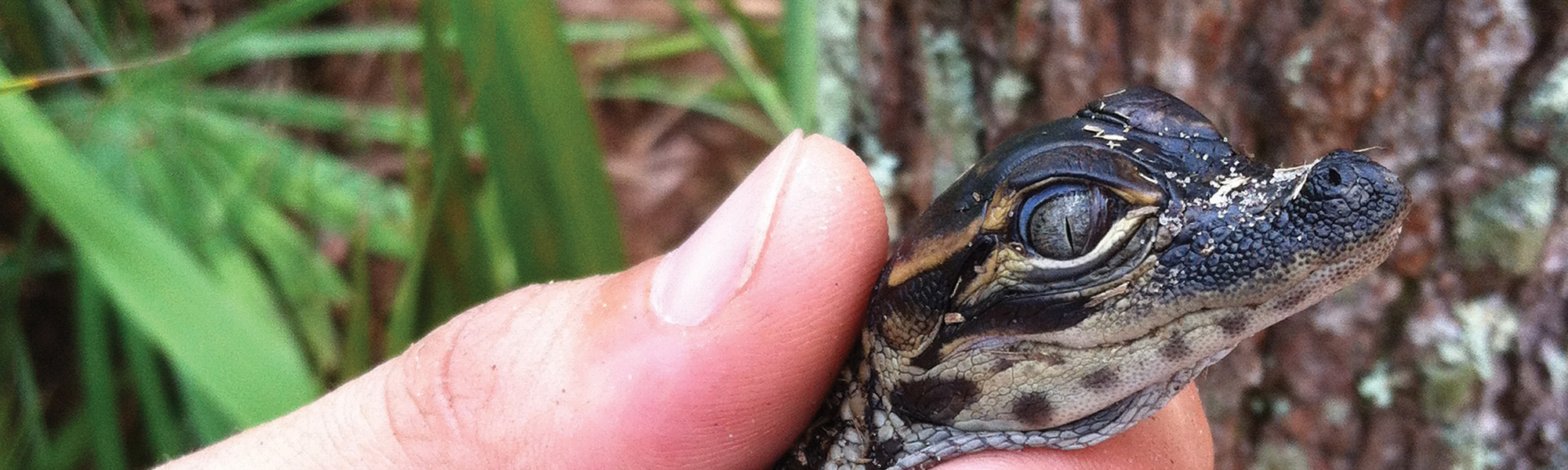 The American Alligator • Jekyll Island, • Vacation
