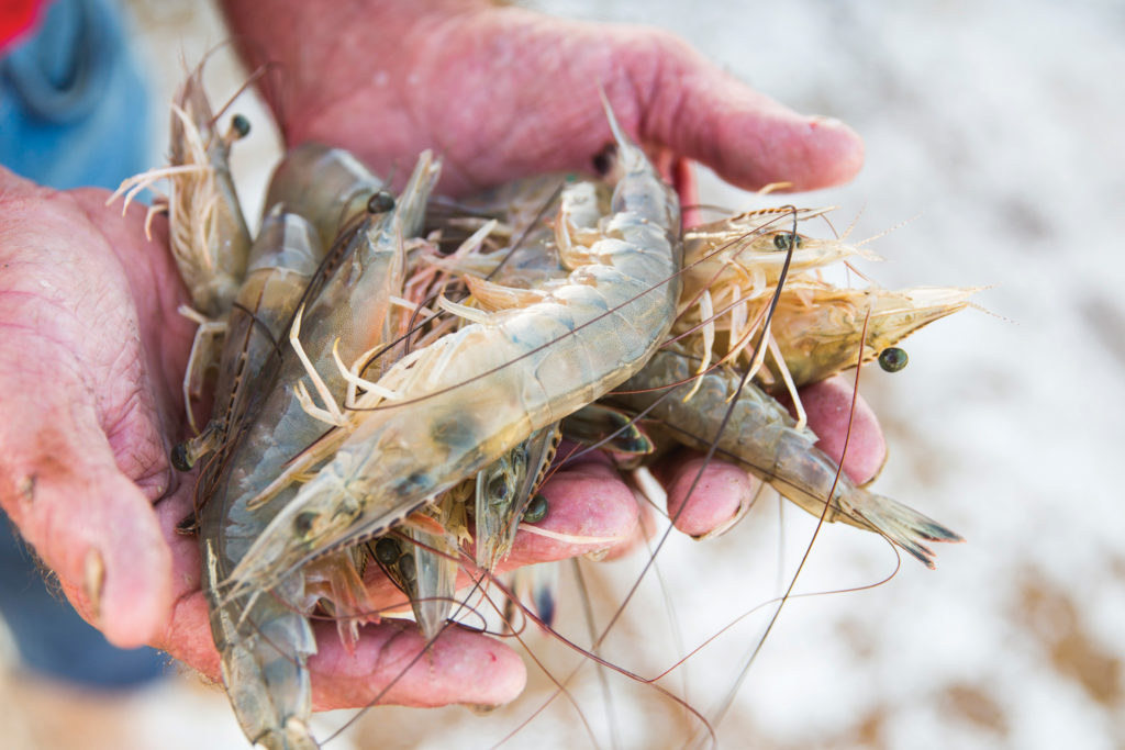 Jekyll Island Shrimp