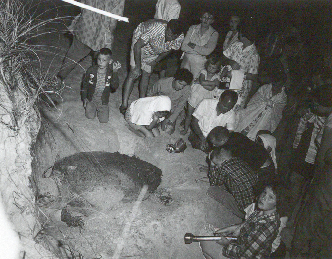 Sea Turtle laying eggs ca 1950s