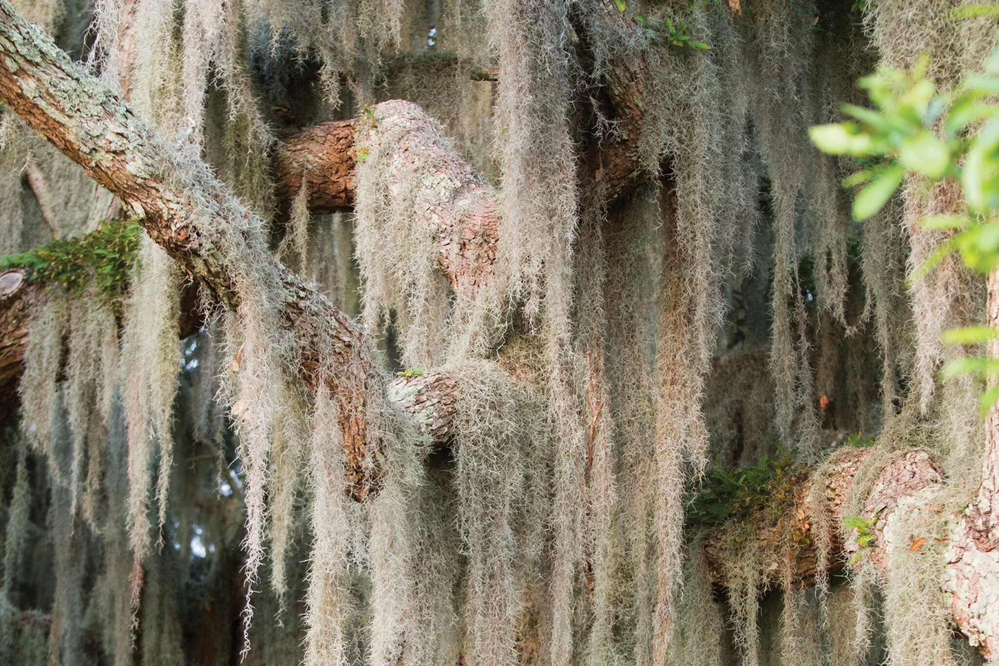 Spanish Moss • Jekyll Island, • Vacation, Conservation, and