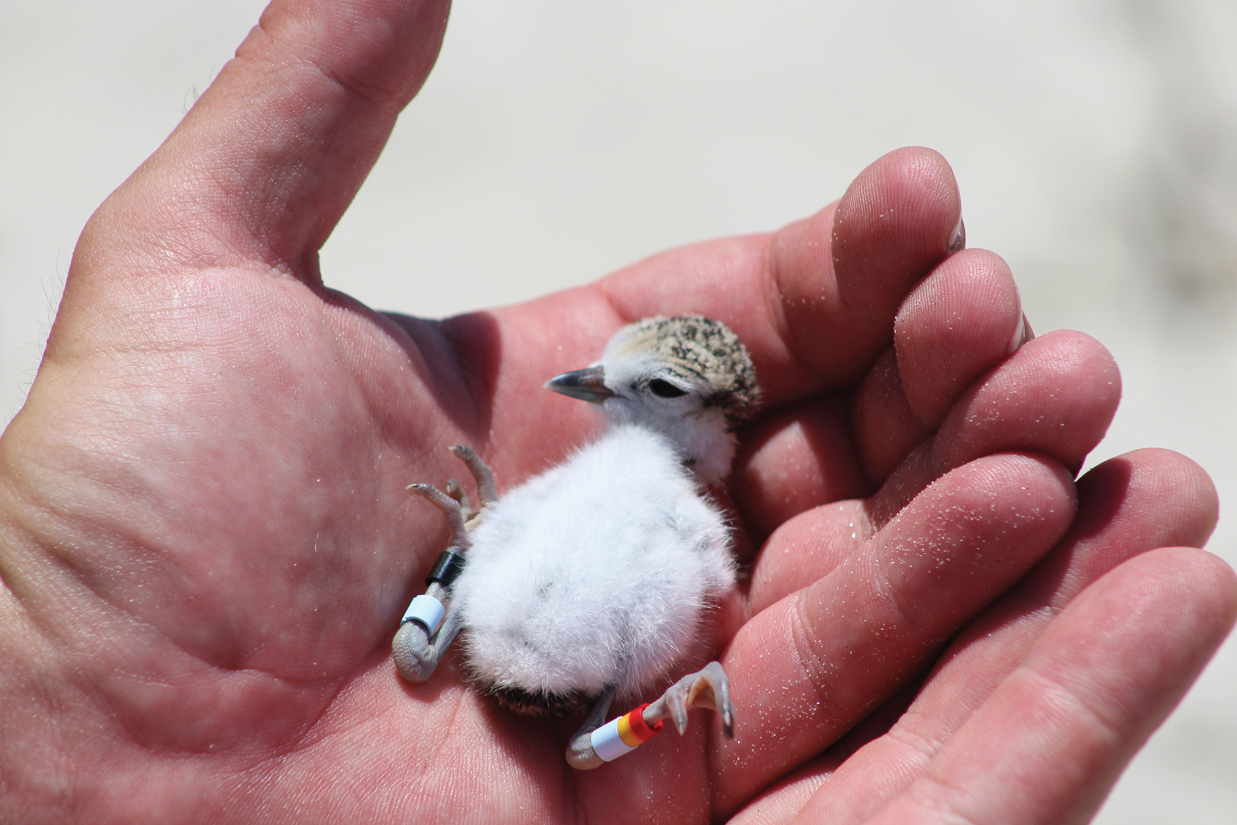 Wilsons Plover Chick Banding