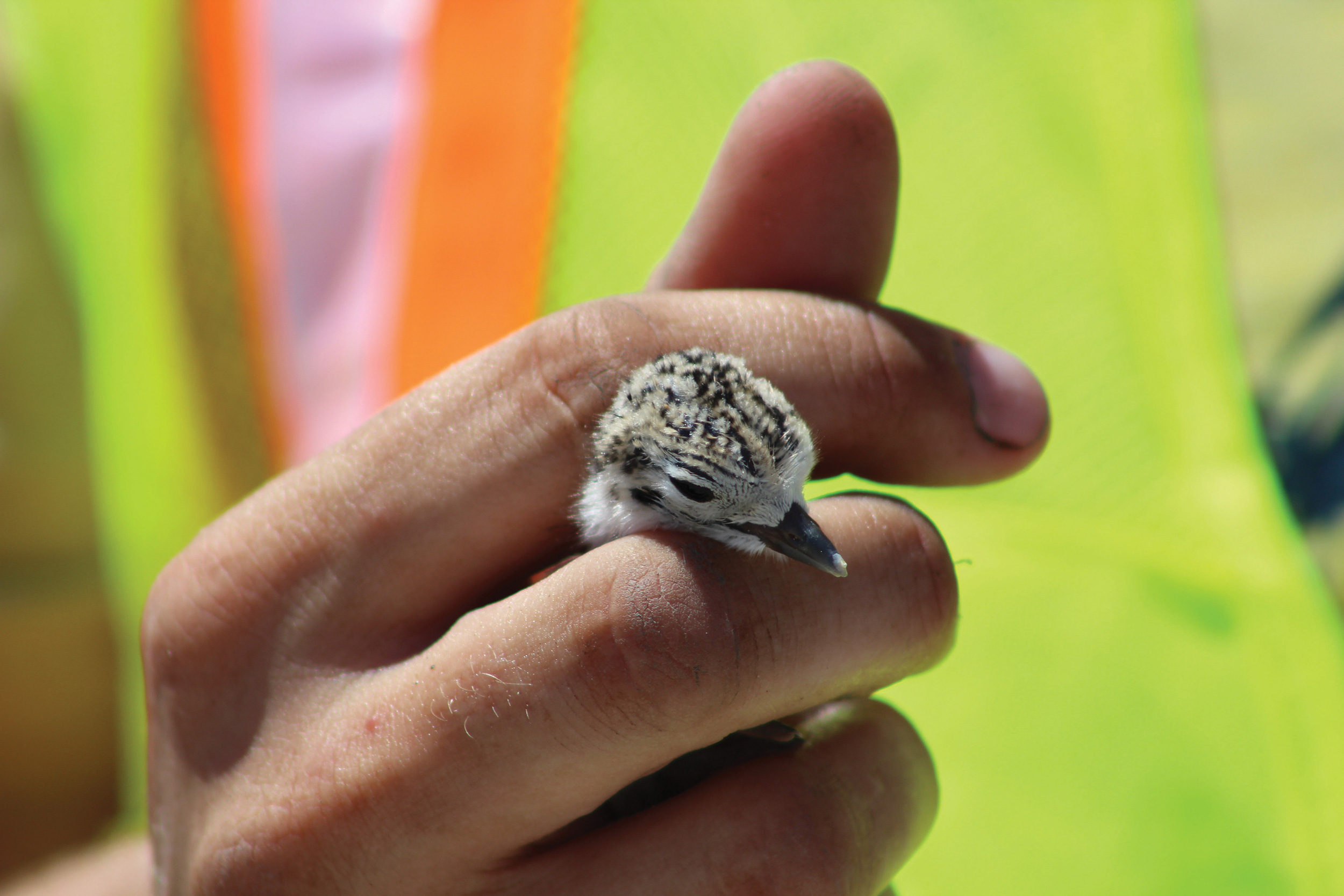 Wilsons Plover Chick