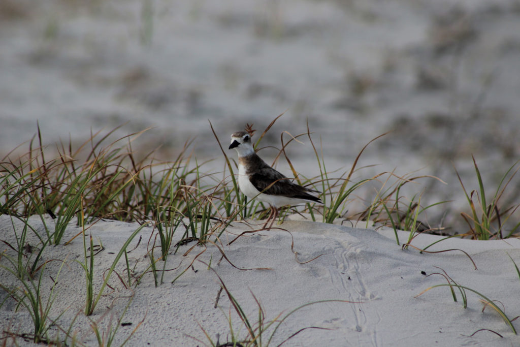 Wilsons Plover in dunes