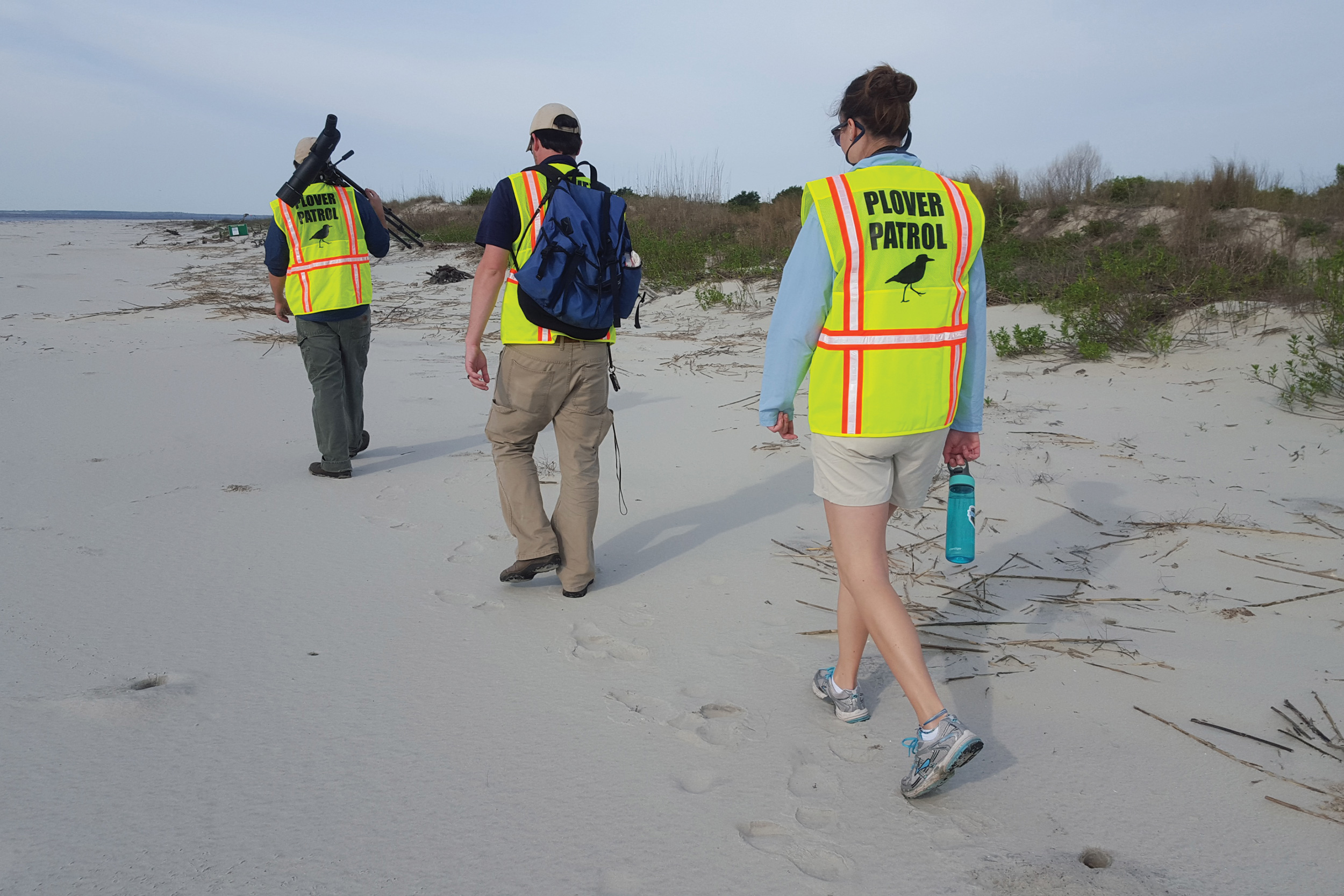 Wilsons Plover Patrol