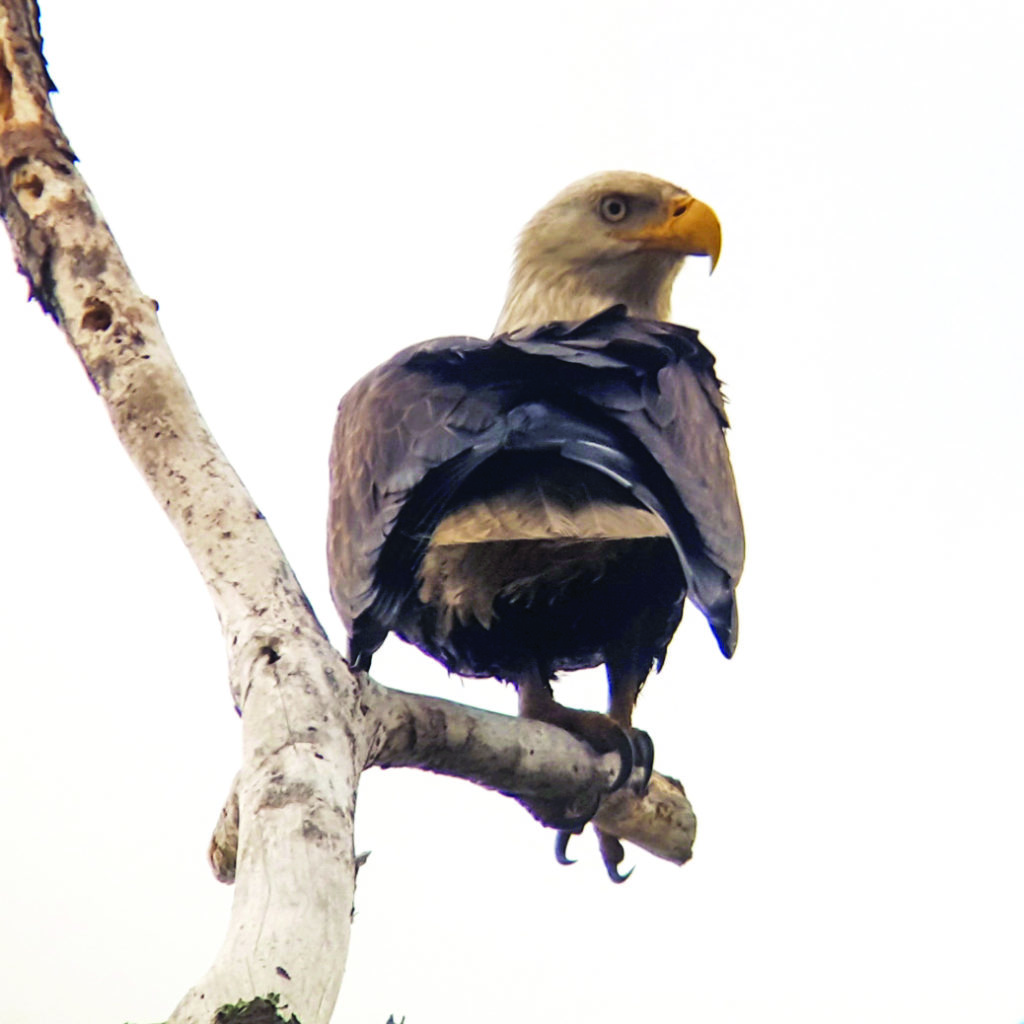 Bald Eagle