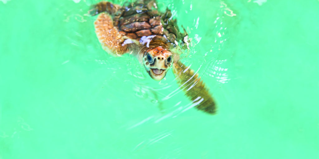 Turtle swimming in water