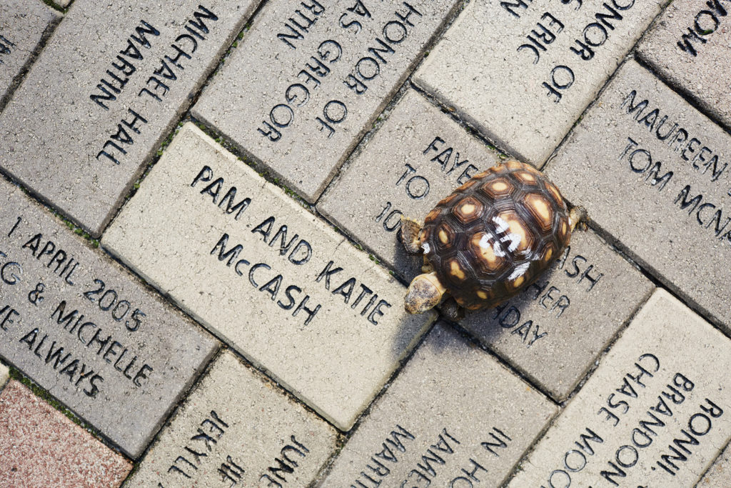 Turtle in GSTC Brick Walk