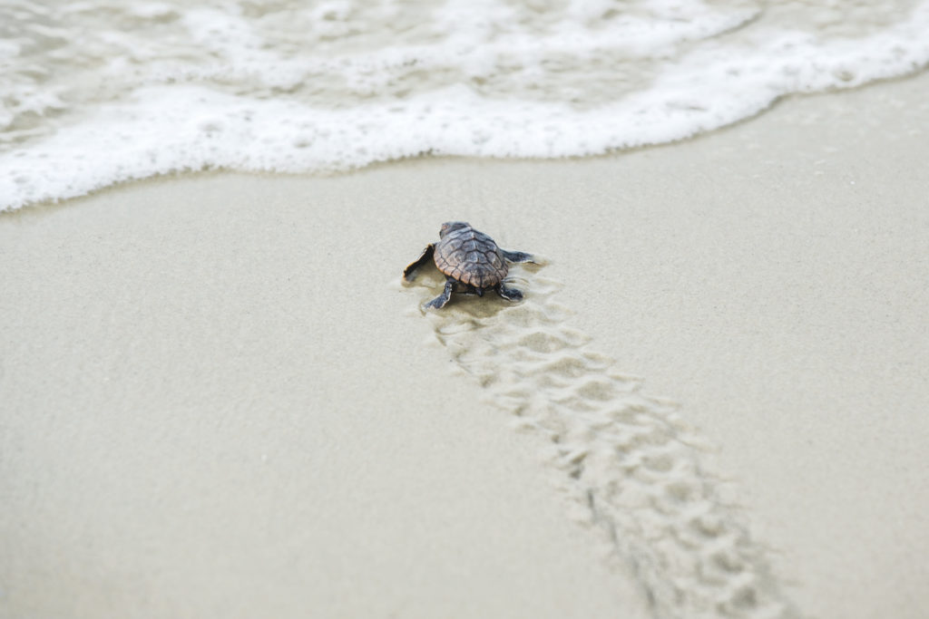 Loggerhead Turtle Hatching