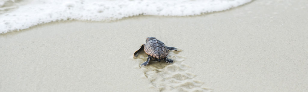 Loggerhead Turtle Hatching