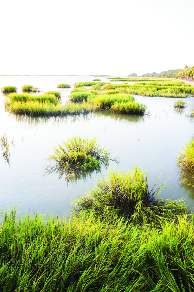 Jekyll Island marsh