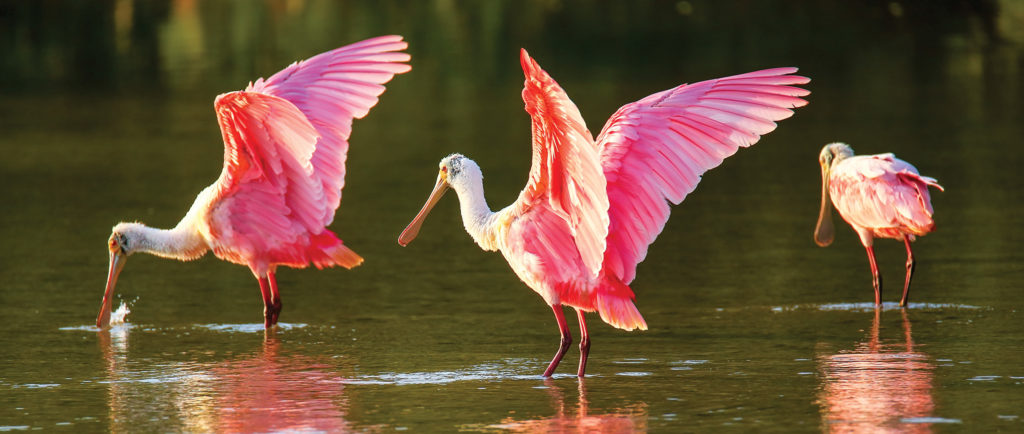 Roseate Spoonbill