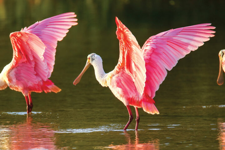 Roseate Spoonbill