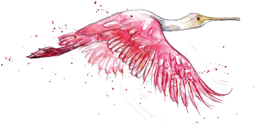 Roseate Spoonbill